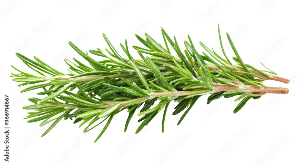 sprig of rosemary on a transparent background sprig of rosemary on a transparent background