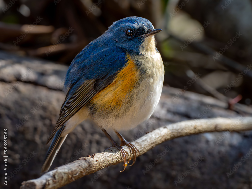 Obraz premium 森の中枝に留まって周りを見渡しているルリビタキの雄