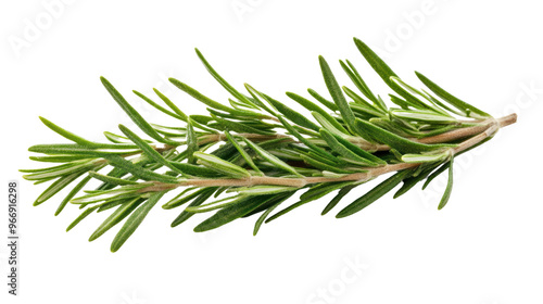 sprig of rosemary on a transparent background