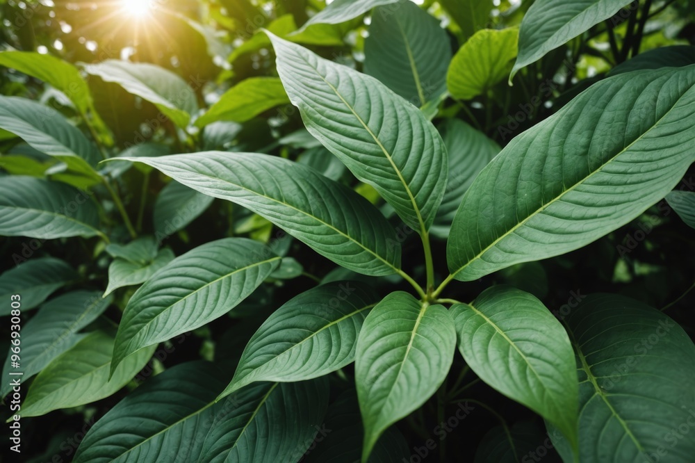 dark green leaf texture, natural green leaves using as nature background wallpaper or tropical leaf cover page dark green leaf texture, natural green leaves using as nature background wallpaper or tropical leaf cover page