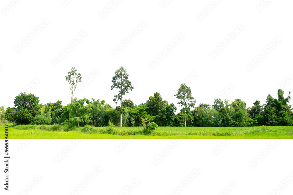 Obraz premium View of a High definition Treeline isolated on a white background