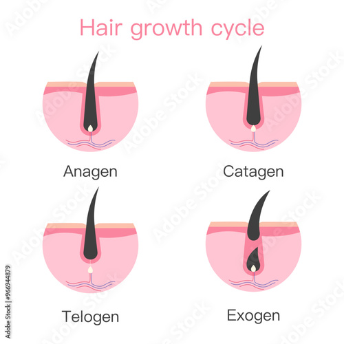 Hair growth cycle, hair grows stages.