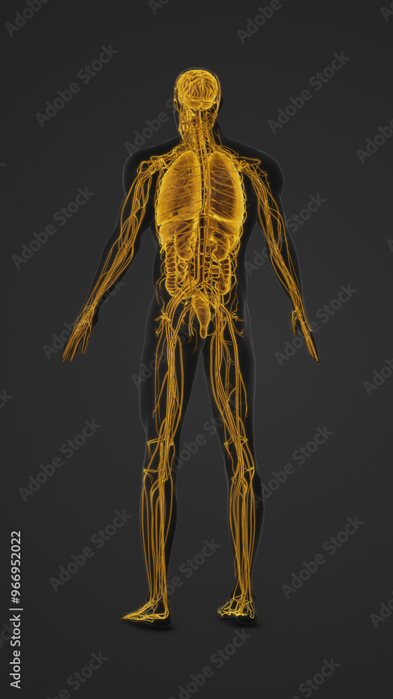 Human Body with Highlighted Organs and Nerves Anatomy Human Body with Highlighted Organs and Nerves Anatomy
