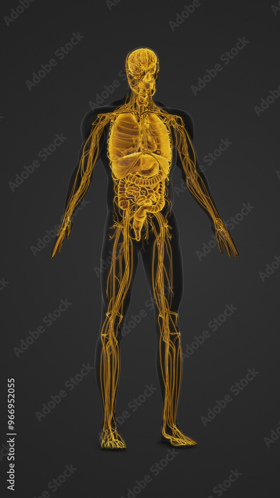 Human Body with Highlighted Organs and Nerves Anatomy Human Body with Highlighted Organs and Nerves Anatomy