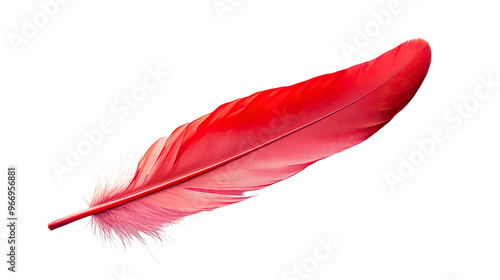 Red feather on transparent background