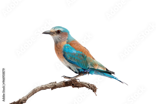 PNG Colorful bird perched branch