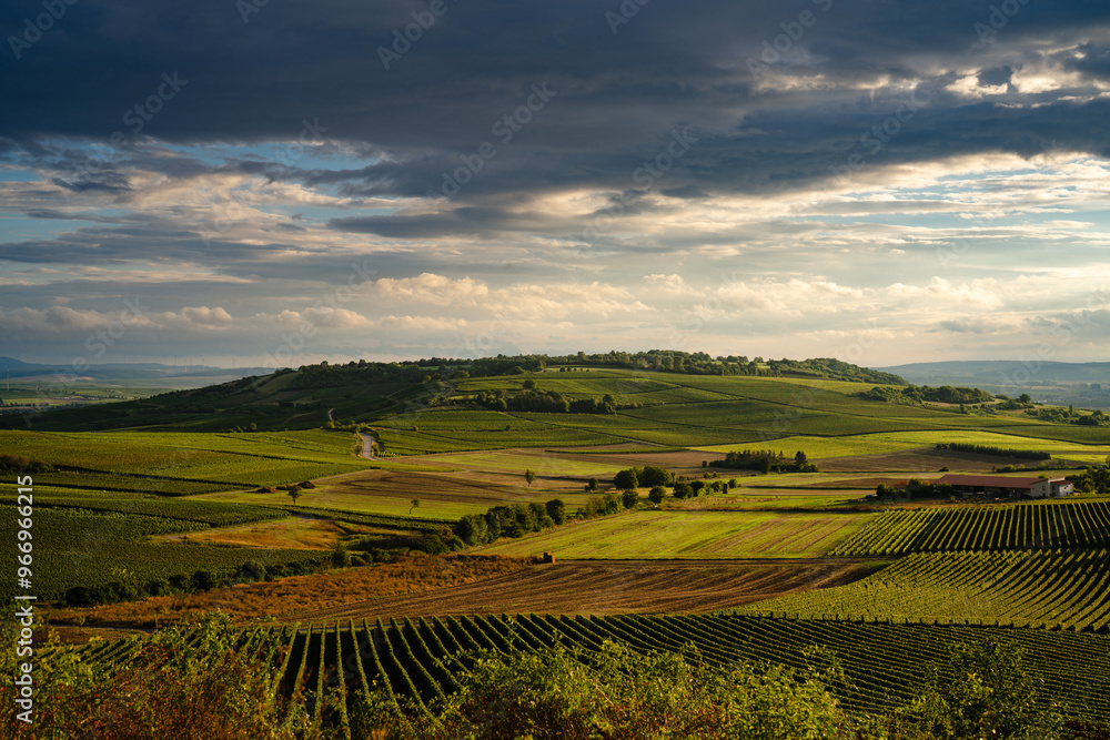 Naklejka premium Wißberg in Rheinhessen, September 2024