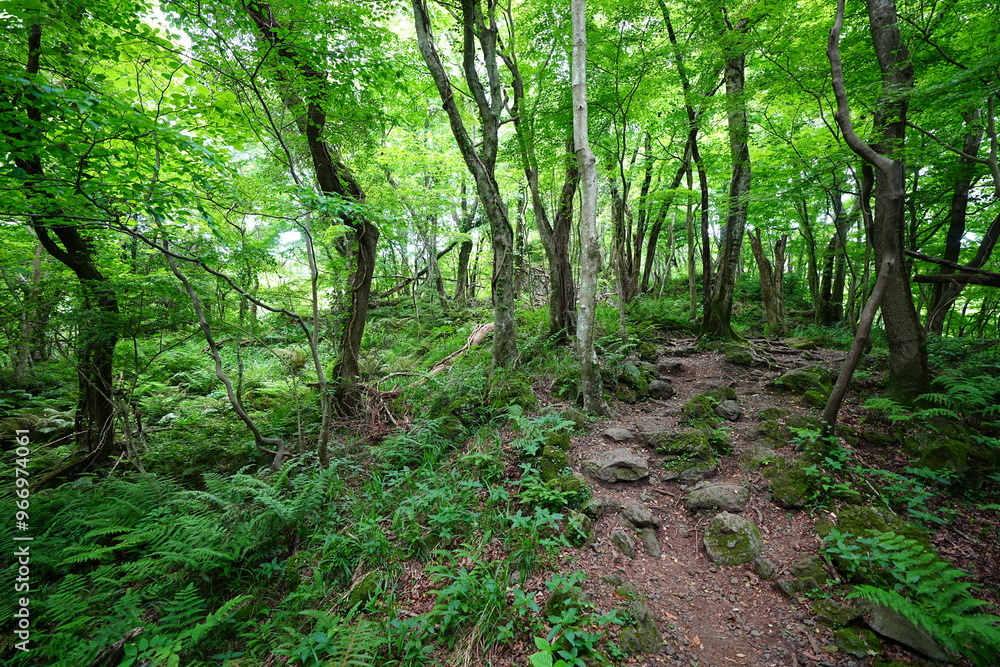 fine spring forest with path