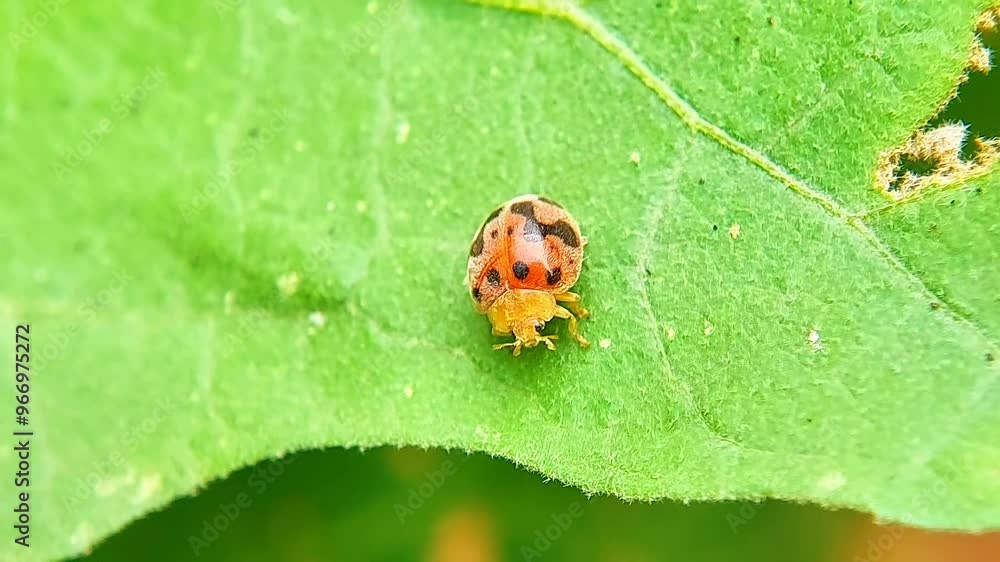 Coccinella transversalis, commonly known as transverse ladybug. Macro videography Coccinella transversalis, commonly known as transverse ladybug. Macro videography
