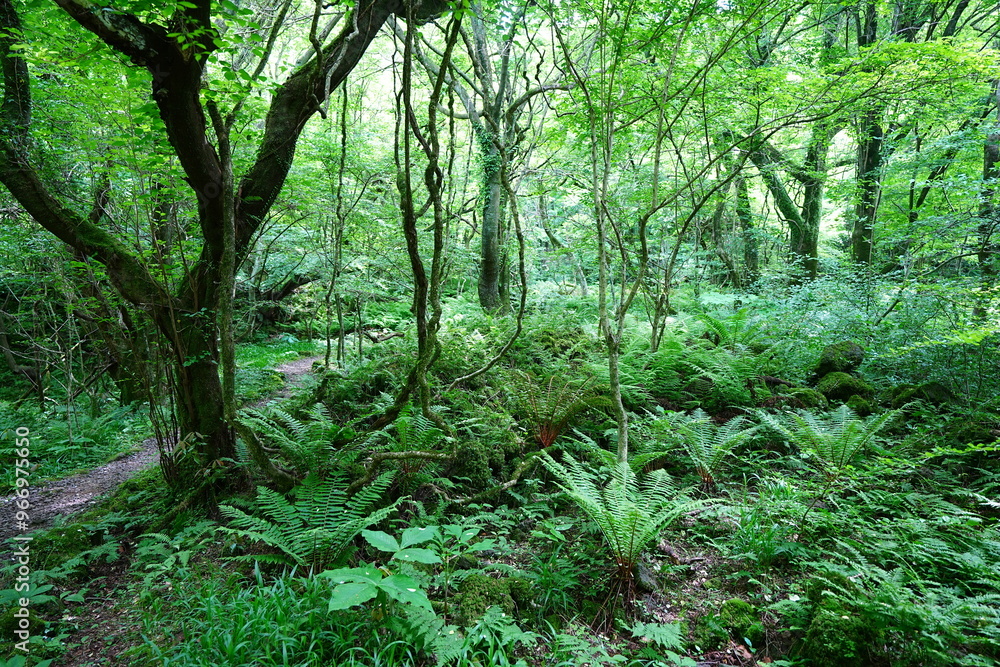 mossy old trees and vines in spring forest
mossy old trees and vines in spring forest