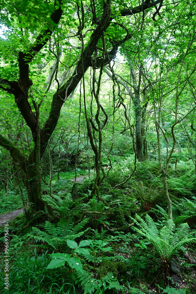 mossy old trees and vines in spring forest
mossy old trees and vines in spring forest