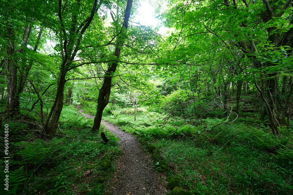 fine spring path in the gleaming sunlight fine spring path in the gleaming sunlight
