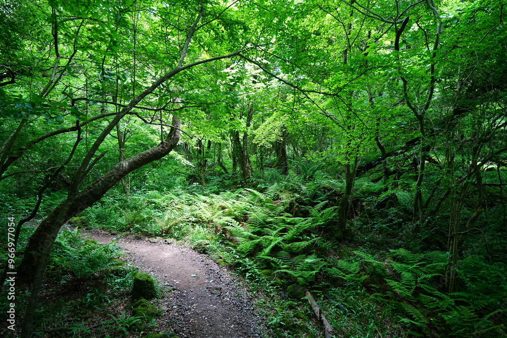 Fototapeta premium fine spring path in the gleaming sunlight