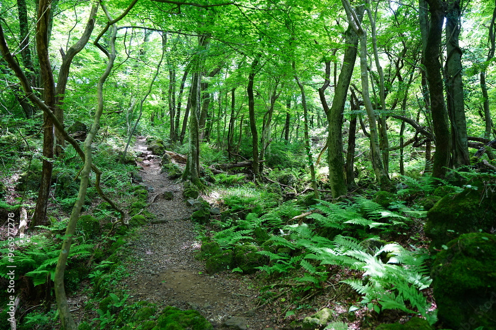 Obraz premium fine spring path in the gleaming sunlight