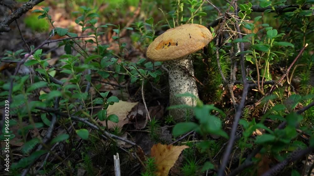 Leccinum aurantiacum grows in the forest. copy space. Leccinum aurantiacum grows in the forest. copy space.
