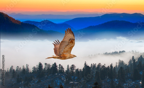 Red tailed hawk flying over the fogy blue mountains at amazig sunset photo