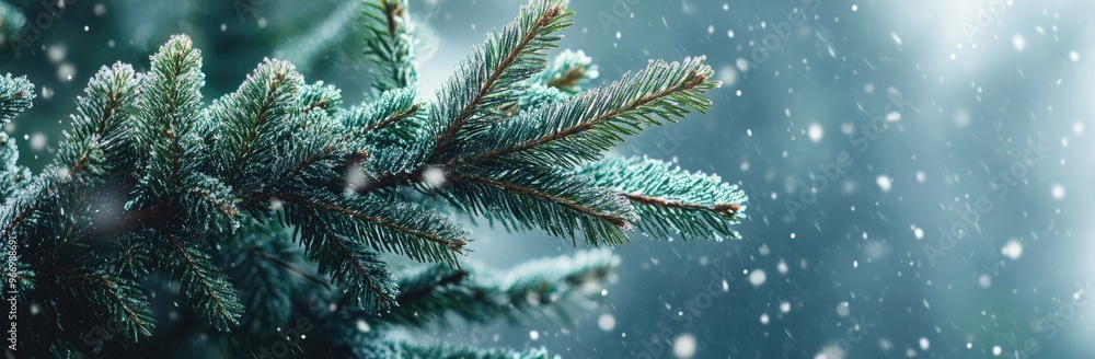 Fir Tree Branches with Green Leaves in Snow, Blurred Background, Christmas and New Year Concept Banner Fir Tree Branches with Green Leaves in Snow, Blurred Background, Christmas and New Year Concept Banner