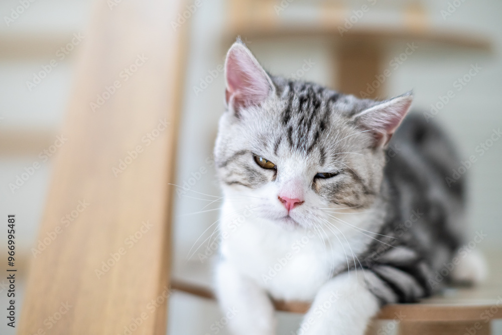 Cute baby cat in the house, Silver Tabby Scottish Fold Cat Cute baby cat in the house, Silver Tabby Scottish Fold Cat