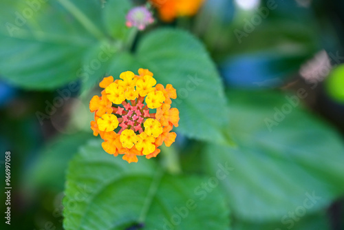 伊勢志摩の花