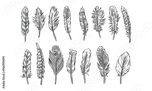 feather handdrawn collection