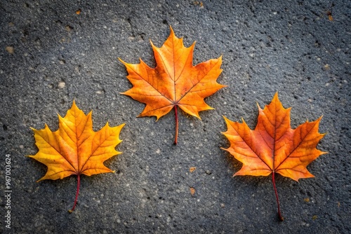 Three fallen maple leaves on a gray asphalt sidewalk in bird eye view