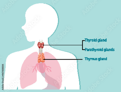 Human Endocrine System Diagram