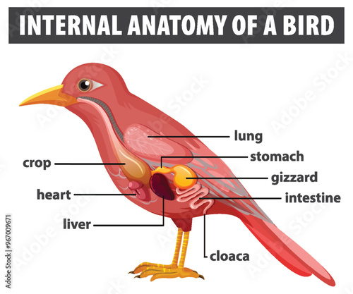 Internal Anatomy of a Bird