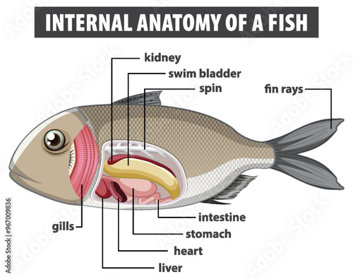 Internal Anatomy of a Fish