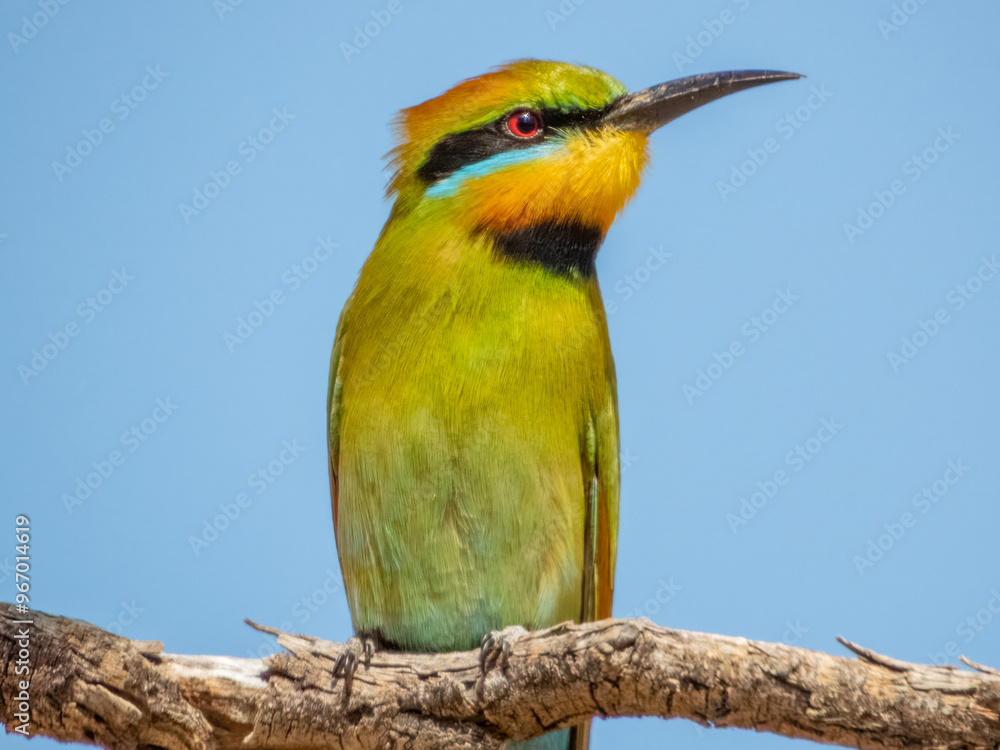 Fototapeta premium Rainbow Bee-eater - Merops ornatus in Australia