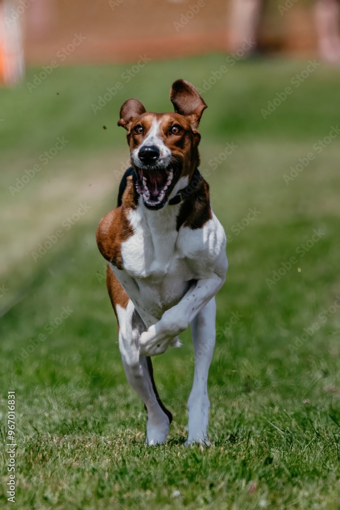 American Foxhound Hound Dog Running Lure Course Dog Sport American Foxhound Hound Dog Running Lure Course Dog Sport