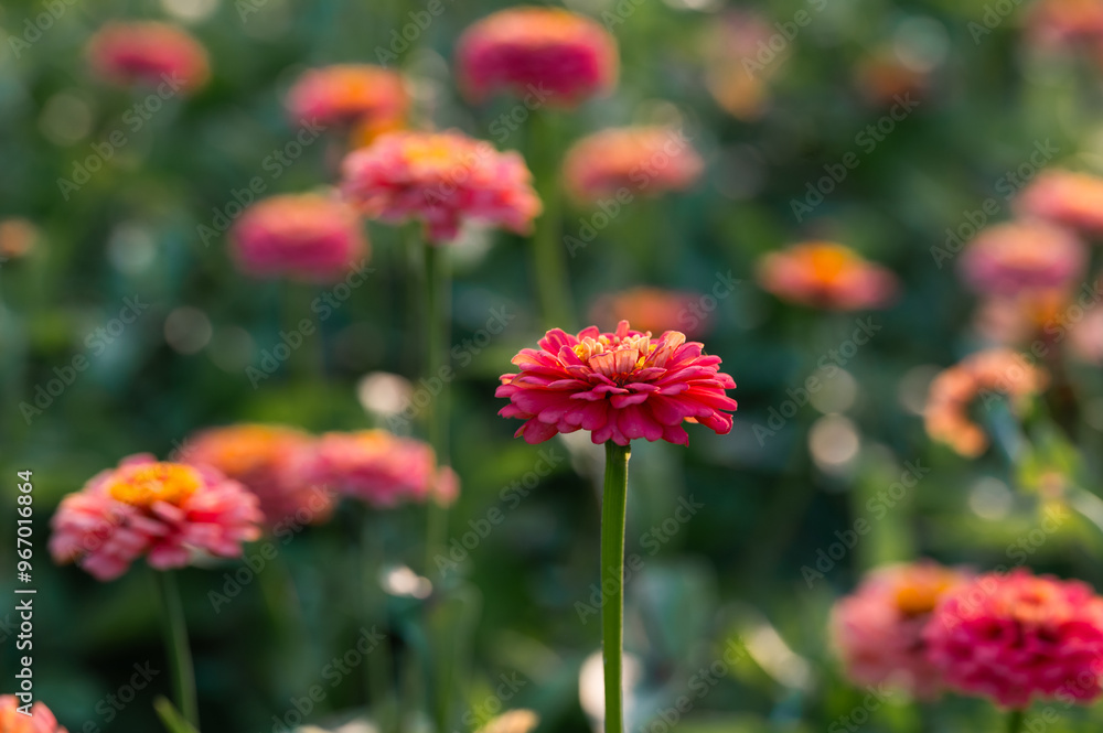 Many pink and yellow zinnia flowers blooming in a garden. Many pink and yellow zinnia flowers blooming in a garden.