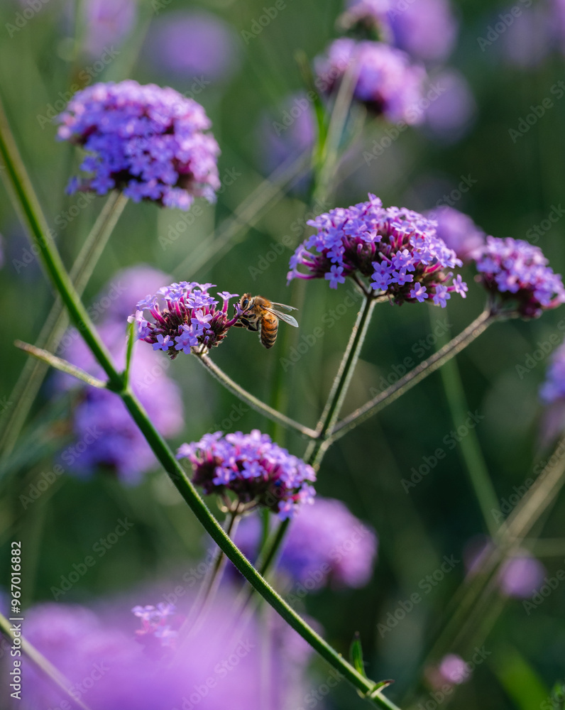 Western honey bee gathering pollen from purple flowers in garden. Western honey bee gathering pollen from purple flowers in garden.