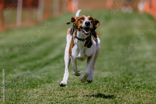 Φωτογραφία American Foxhound Hound Dog Running Lure Course Dog Sport