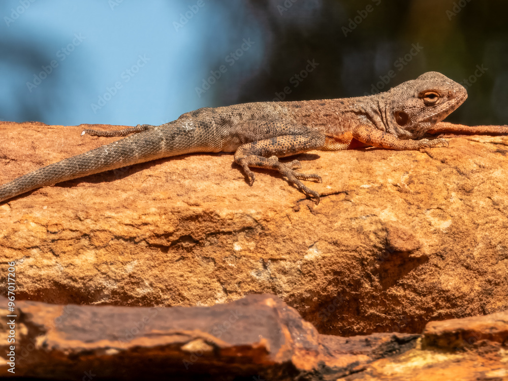 Slater's Ring-tailed Dragon (Ctenophorus slateri) in Northern Territory Slater's Ring-tailed Dragon (Ctenophorus slateri) in Northern Territory