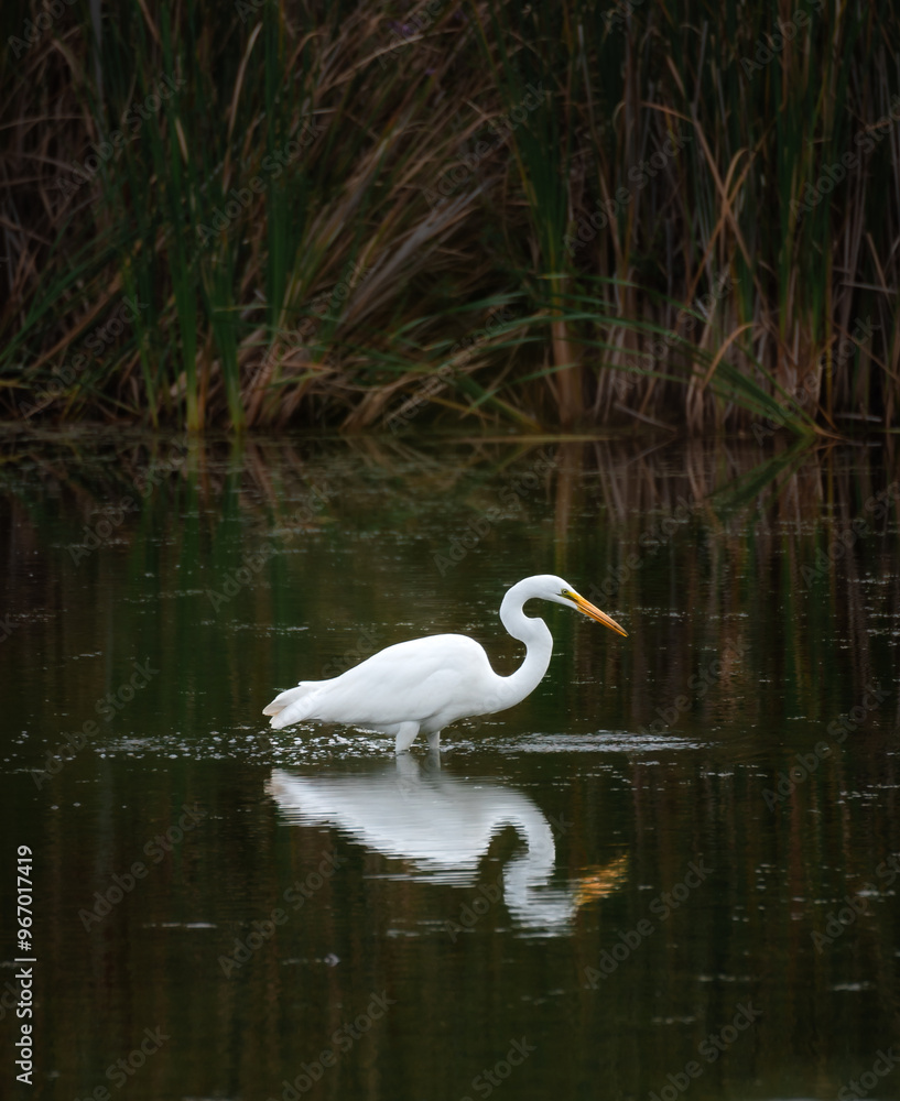 Great white egret standing alone in marshy pond on summer day. Great white egret standing alone in marshy pond on summer day.