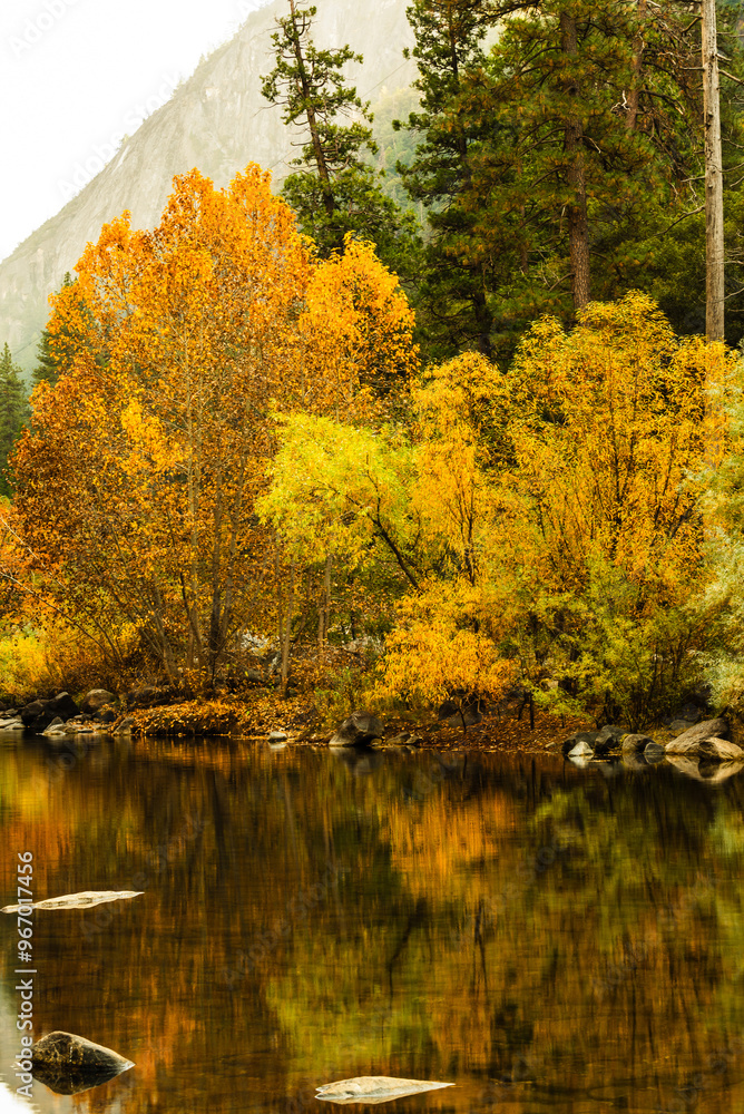 Golden autumn trees reflected with rocks and vibrant foliage. Golden autumn trees reflected with rocks and vibrant foliage.