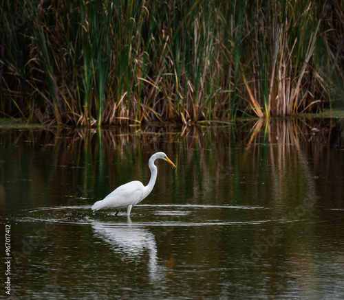 Great white egret eating fish in a marshy pond on summer day. photo