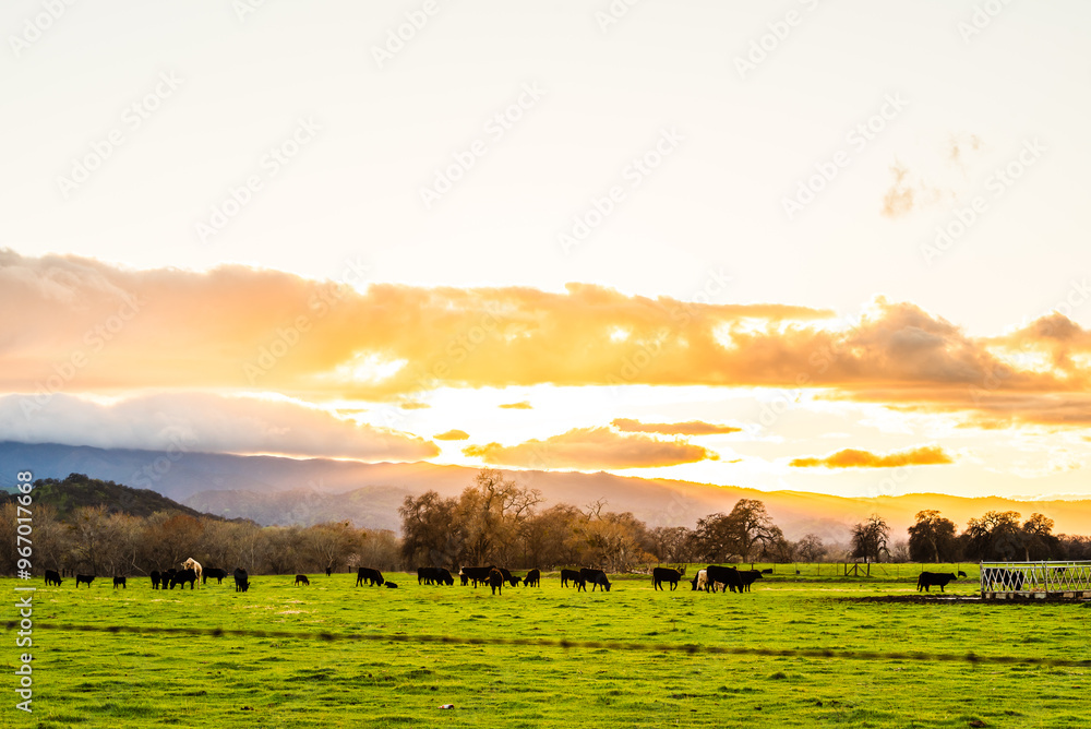 Fototapeta premium Cattle graze on a green pasture at sunset with glowing skies.