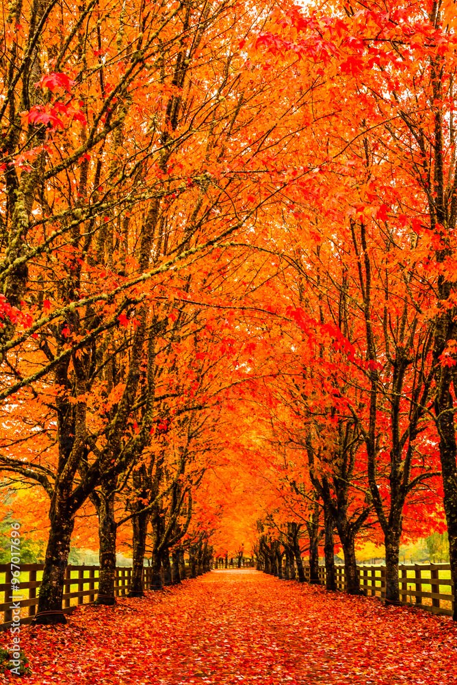 Fototapeta premium Autumn trees with vibrant leaves line a countryside path.