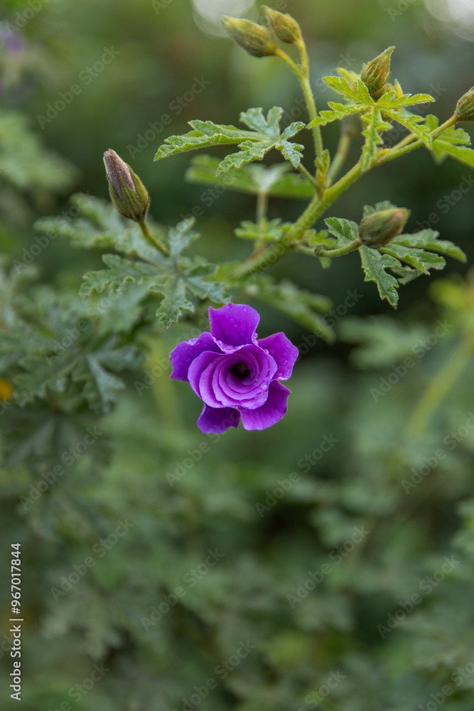 Purple flower with dewdrops, surrounded by green (Alyogyne huegekii) Purple flower with dewdrops, surrounded by green (Alyogyne huegekii)