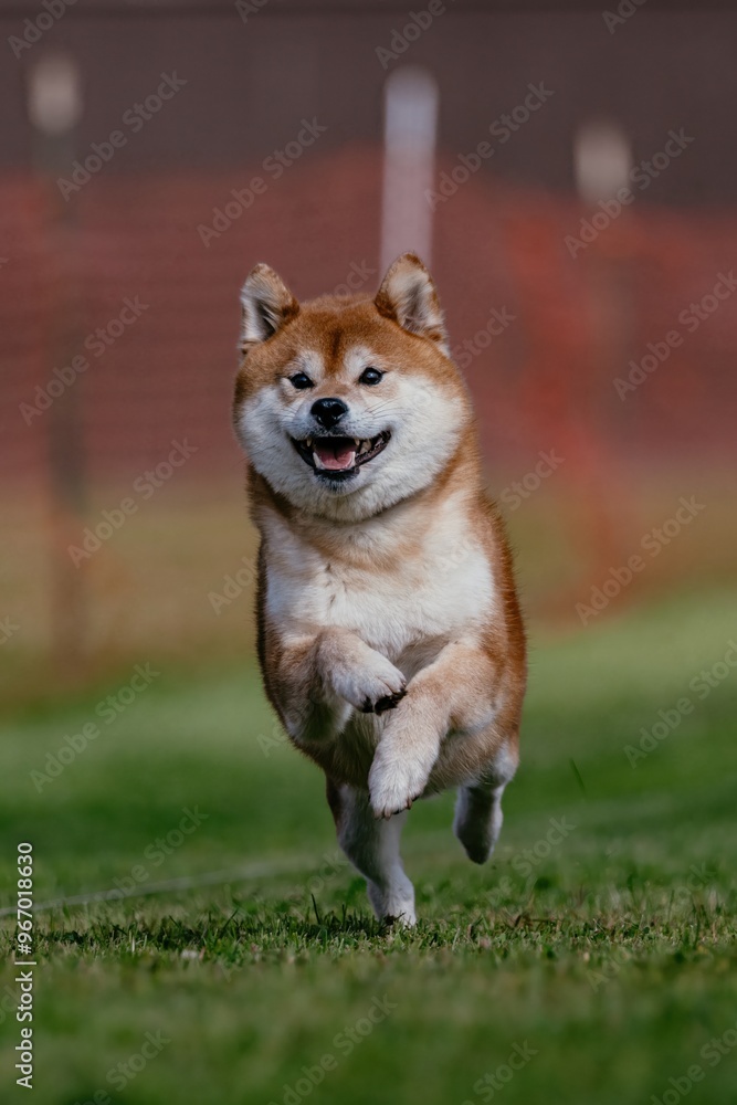 Orange and White Shiba Inu Dog Running Lure Course Dog Sport Orange and White Shiba Inu Dog Running Lure Course Dog Sport