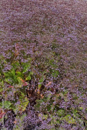 Closeup of limonium platyphyllum, the broad-leaved statice, or florist´s sea lavender, is a species of flowering plant in the family plumbaginaceae. photo