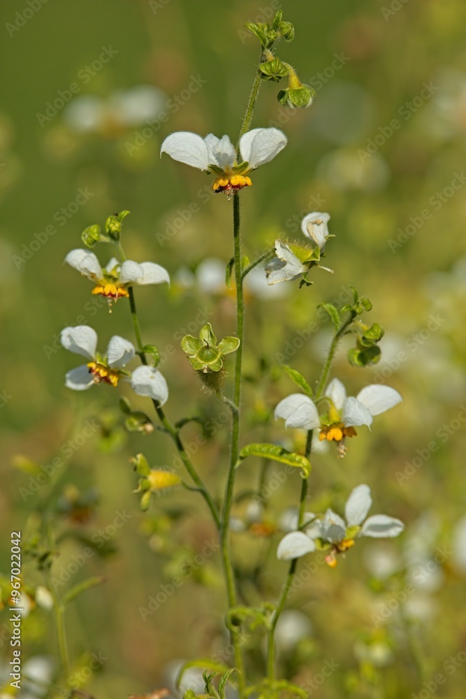 Fototapeta premium Closeup of loasa tricolor is a flowering plant in the family loasaceae.