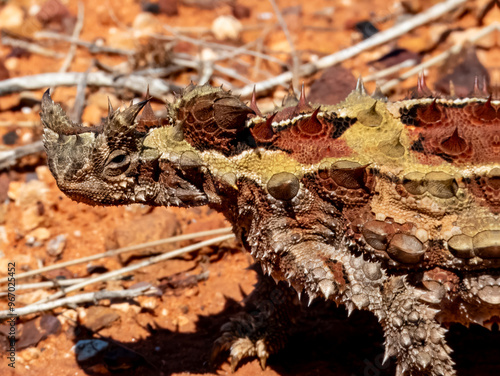 Wild Thorny Devil (Moloch horridus) in Northern Territory photo