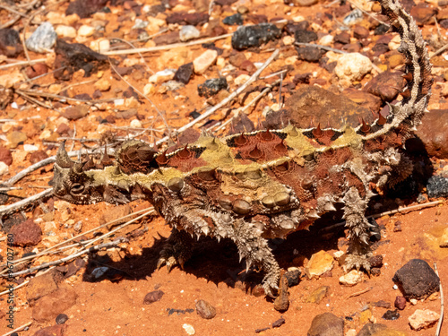 Wild Thorny Devil (Moloch horridus) in Northern Territory photo