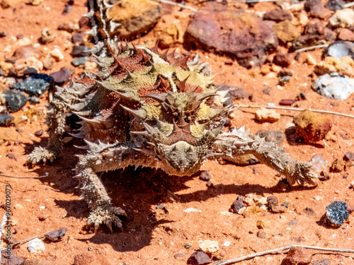 Wild Thorny Devil (Moloch horridus) in Northern Territory photo