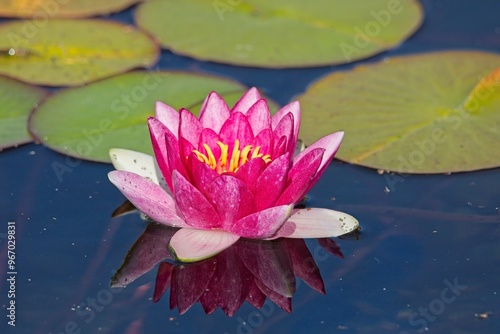 Εκτύπωση καμβά Closeup of nymphaea `attraction` is a pretty pink-flowering water lily