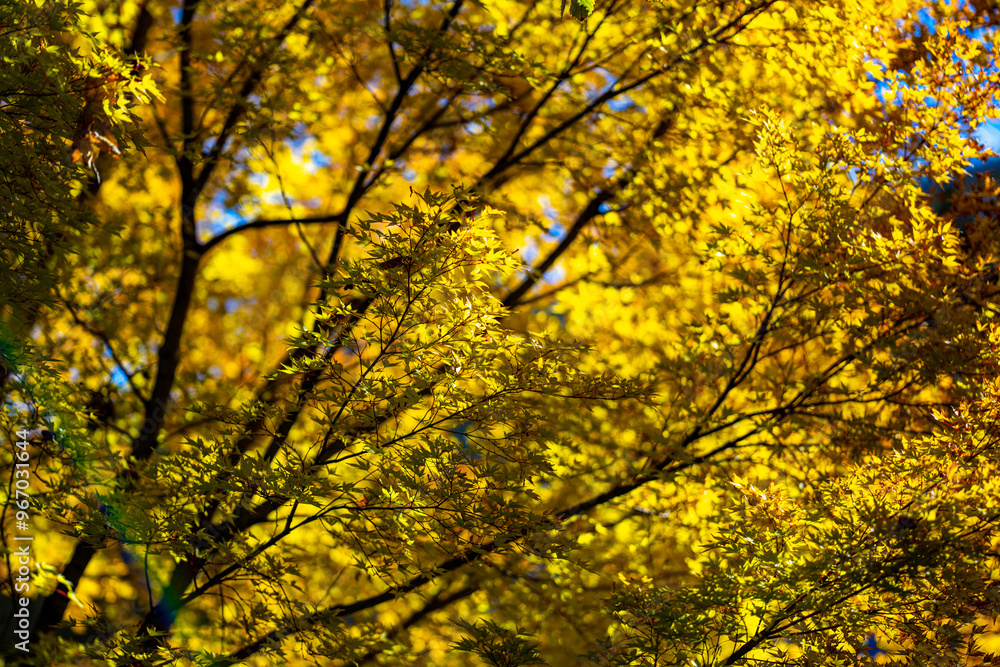 Yellow autumn maple leaves. Sunny autumn day. Fall in nature. Natural autumn fall background. Golden season. Bright orange and red leaf colors. Maple leaves in autumn sunny day. Yellow autumn maple leaves. Sunny autumn day. Fall in nature. Natural autumn fall background. Golden season. Bright orange and red leaf colors. Maple leaves in autumn sunny day.