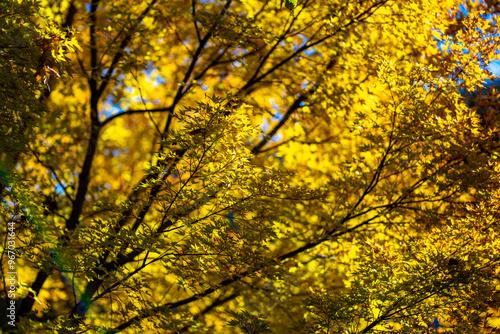 Yellow autumn maple leaves. Sunny autumn day. Fall in nature. Natural autumn fall background. Golden season. Bright orange and red leaf colors. Maple leaves in autumn sunny day.