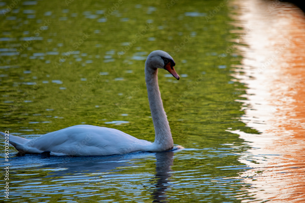 Ein weißer Schwan schwimmt im Wasser Ein weißer Schwan schwimmt im Wasser
